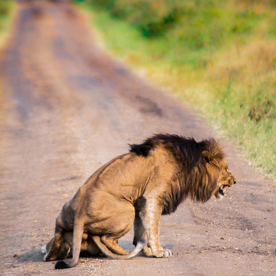 Tilenga Safari Lodge Arua Bagian luar foto